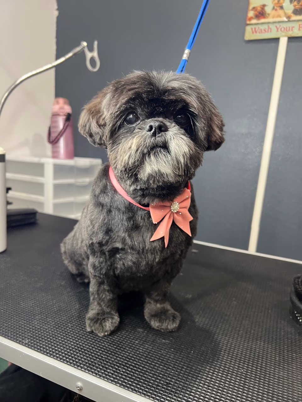 After professional in-home dog grooming transformation in Round Rock TX