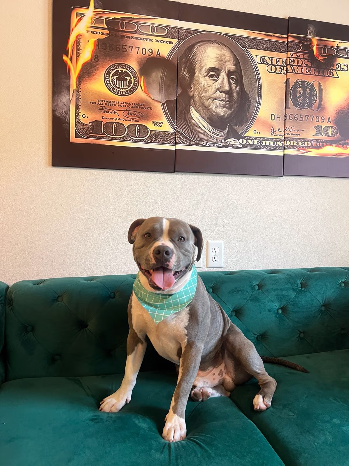 After professional in-home dog grooming transformation in Round Rock TX