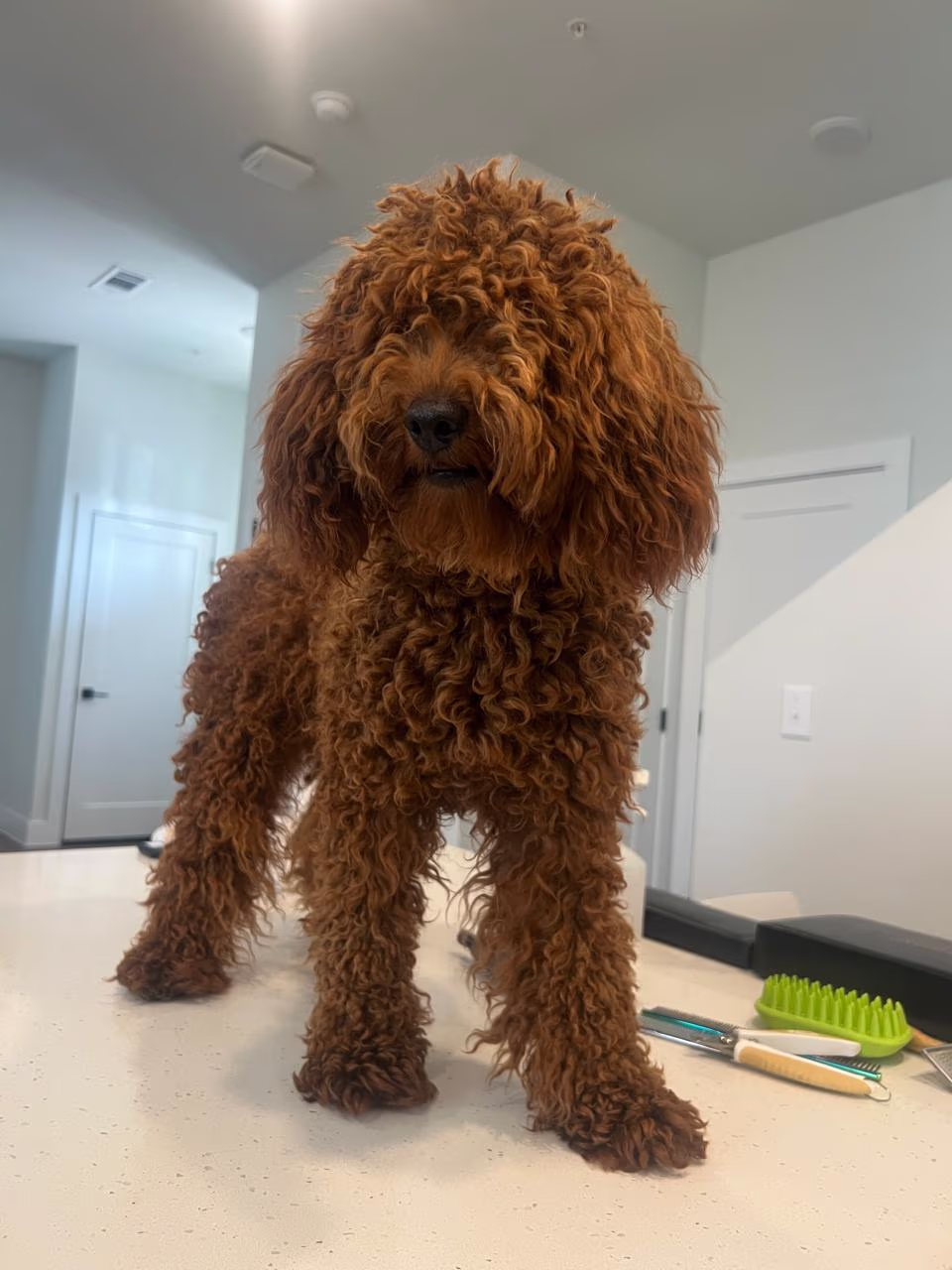 Before in-home dog grooming session in Round Rock TX